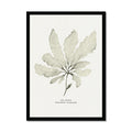 Framed botanical print of sea beech seaweed