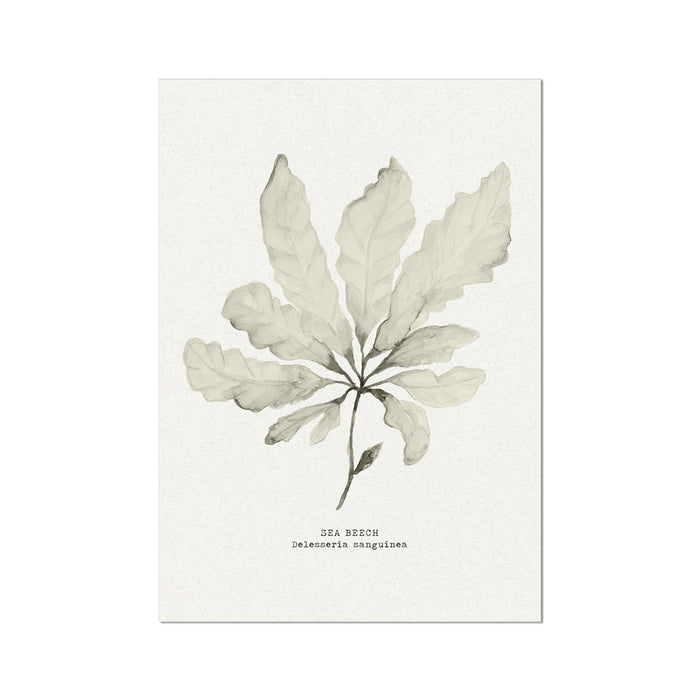 Botanical illustration of a seaweed on a white background
