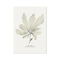 Botanical illustration of a seaweed on a white background