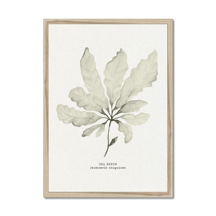 Sea Beech seaweed art print in neutral tones framed in natural wood