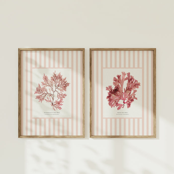 Set of 2 seaweed prints. Two framed prints of pink seaweed on a beige striped background