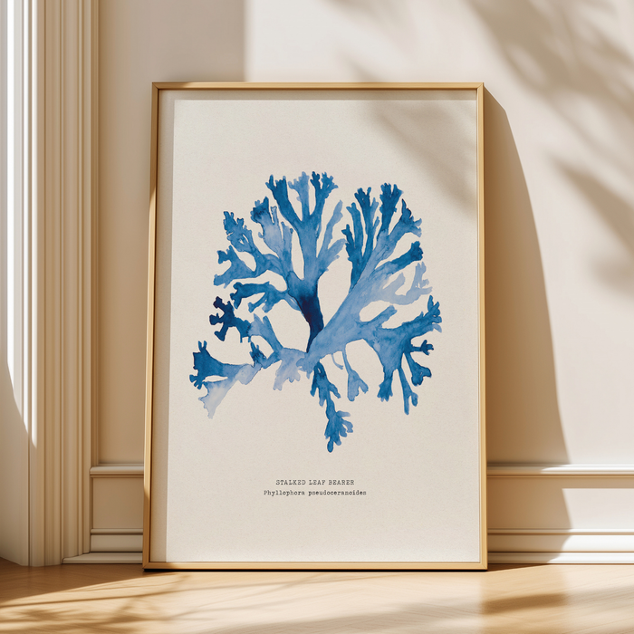 Blue seaweed art print - Framed artwork of stalked leaf bearer seaweed painting