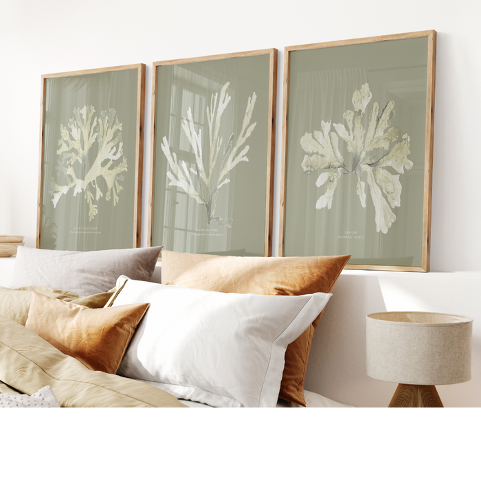 A set of three framed seaweed prints displayed on a wall above a couch, with a neutral color frame and green and olive seaweed illustrations.