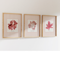 Three framed prints of red pressed seaweed on a white wall with pink striped frames.