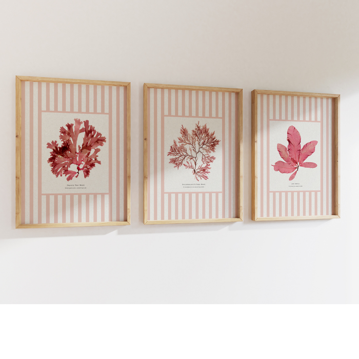Three framed prints of red pressed seaweed on a white wall with pink striped frames.