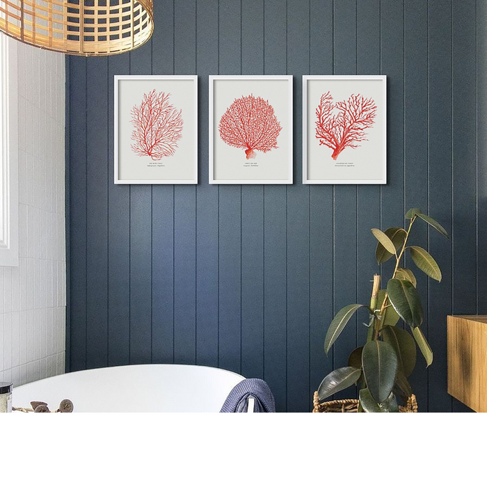 A set of three red coral prints framed and displayed on a wall with a dark blue panel background, with a hint of greenery from a plant to the side.