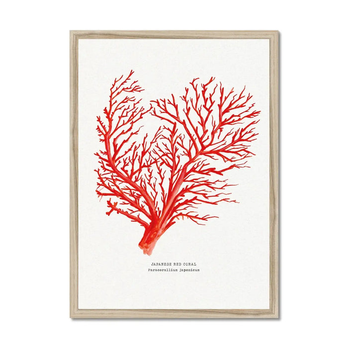 Coral Wall Art Print (Red Coral No 1) - Framed - Coral Painting by Beach House Art