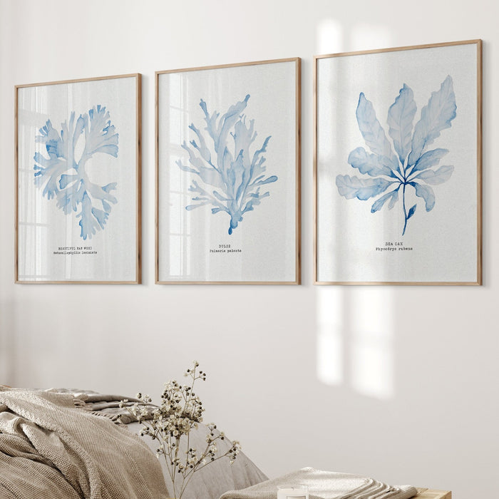 A set of three framed blue seaweed prints displayed on a wall above a bed in a bedroom setting.