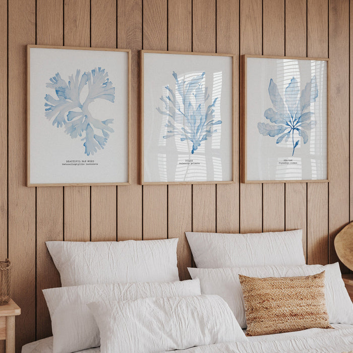 set of three framed seaweed prints above a bed in panelled bedroom - three beach prints by beach house art