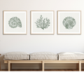 A set of three framed shell art prints featuring green shell and coral designs, displayed above a bench with neutral colored cushions.