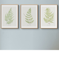 A set of three vintage fern prints arranged side by side on a wall, each print featuring a different species of fern in a green hue against a white background.