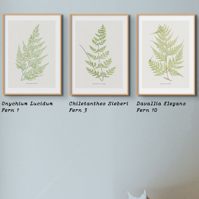 A set of three vintage fern prints arranged side by side on a wall, each print featuring a different species of fern in a green hue against a white background. Vintage botanical prints.