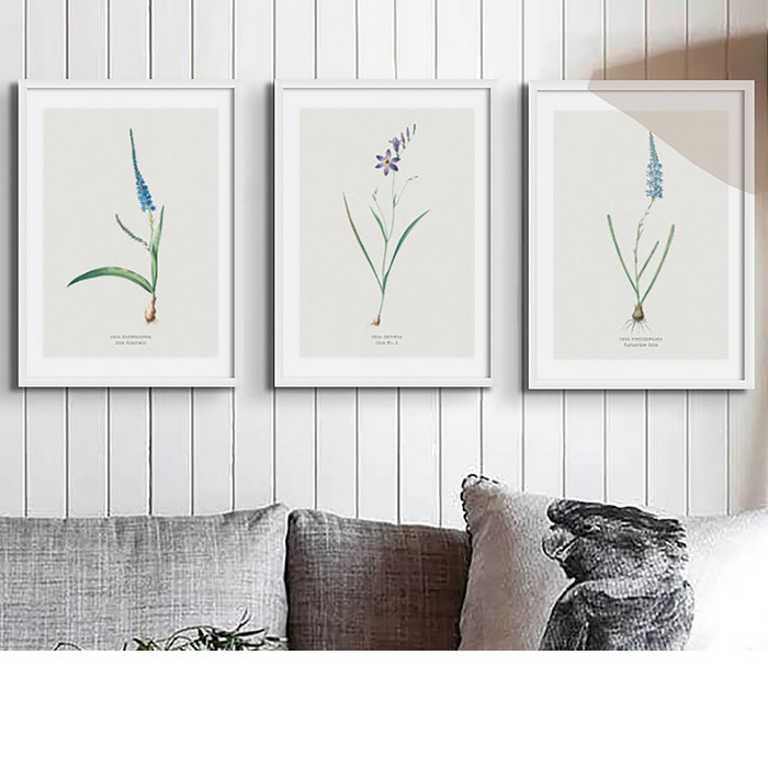 Set of three vintage flower prints on wall above sofa