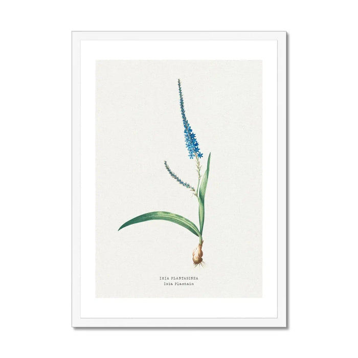 Ixia Plantain Floral Painting | Vintage Flower Print | Botanical Art - Framed Wall Art