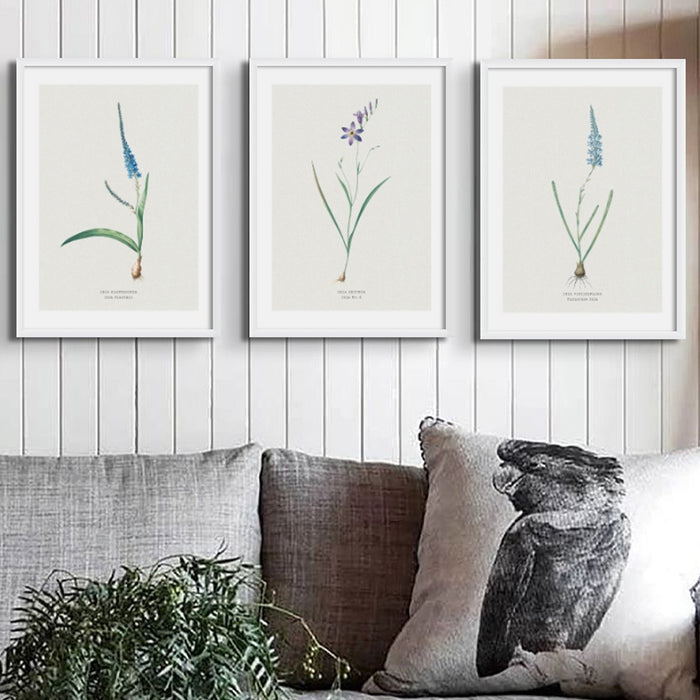 Three framed botanical prints on a wall above a sofa with decorative pillows.