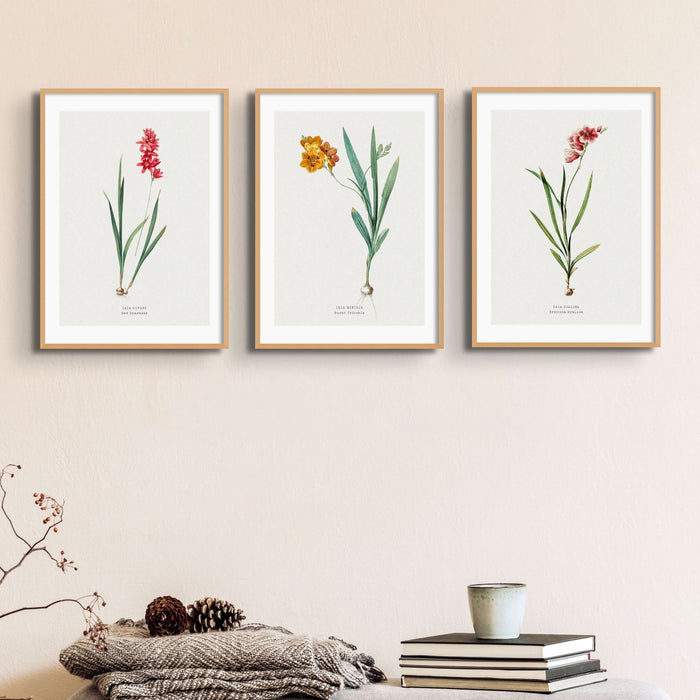 A set of three vintage floral prints in picture frames, displayed on a wall above a shelf with books and decorative items.