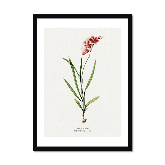 Ixia Hyalina Flower Painting | Vintage Flower Print | Botanical Art - Framed Floral Art