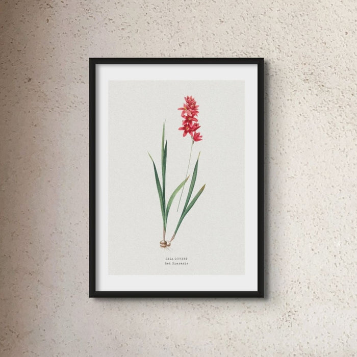 Set of Three Vintage Floral Prints | Spraxis Group | Botanical Wall Art - Unframed