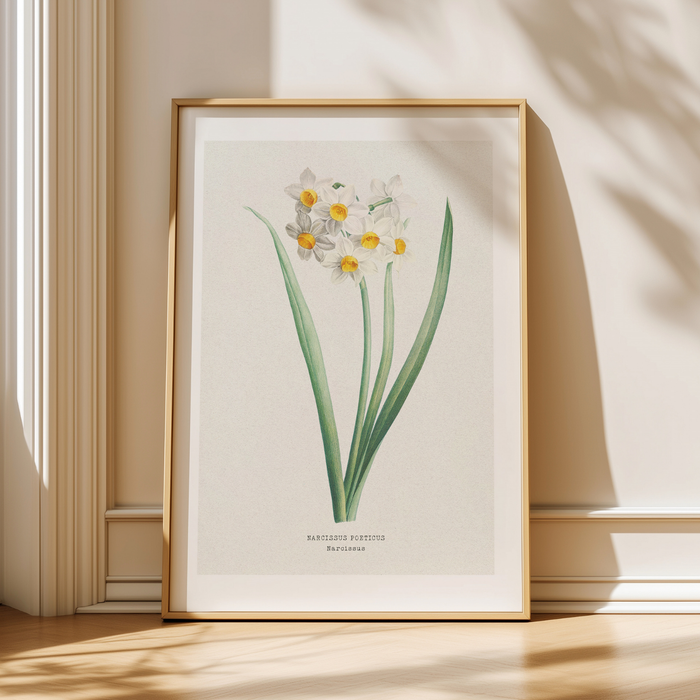 Framed botanical print of a flower on a wall with sunlight casting shadows.