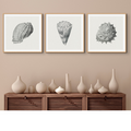 Set of Three Vintage Shell Art Prints | White Background - Framed - Beach House Art
