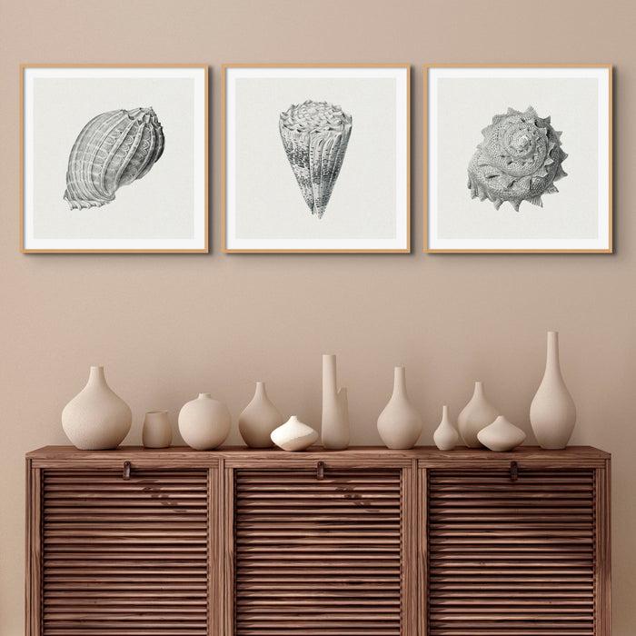 Set of Three Vintage Shell Prints | White Background - Unframed - Beach House Art