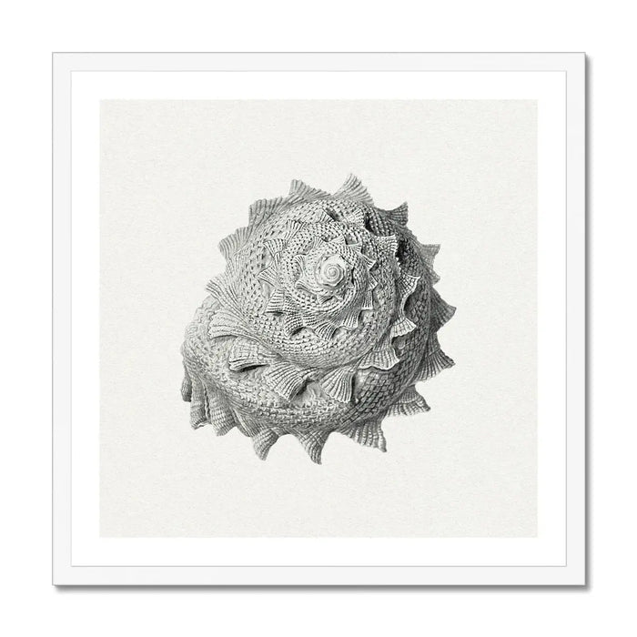 Vintage Star Shell Art Print | Shell Wall Print - Framed Print