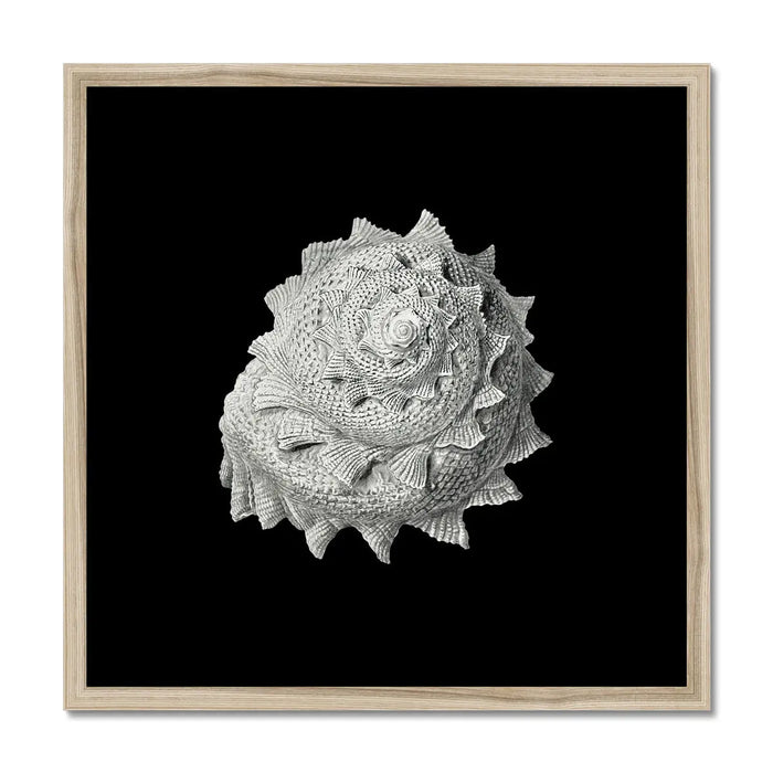 Shell Art Vintage Star Shell | Black & White | Shell Art Print - Framed - Beach House Art