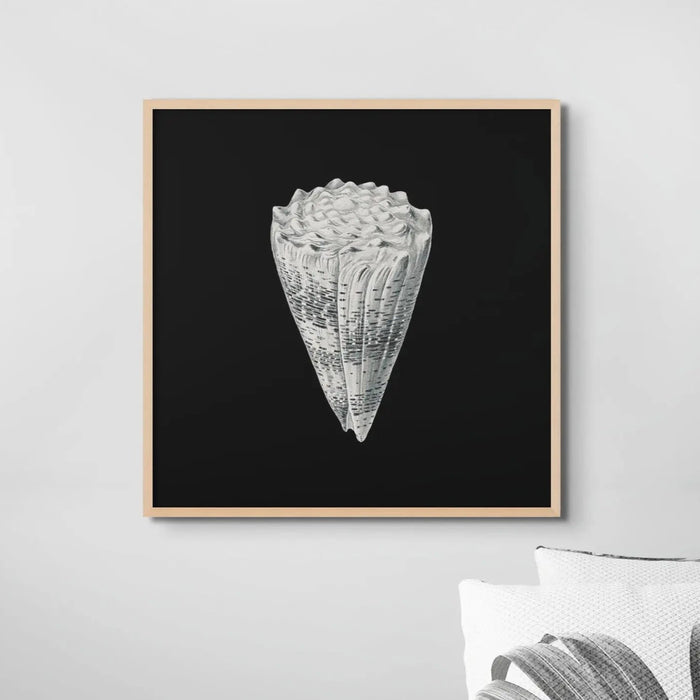Vintage Imperial Cone Shell | Black & White | Shell Wall Art Print - Framed Wall Art
