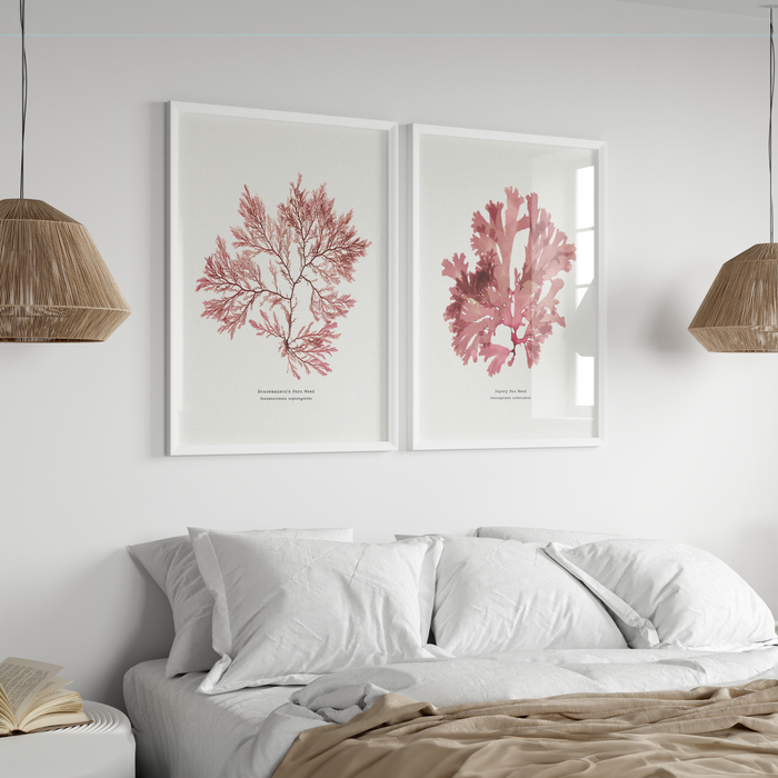 set of two seaweed prints above a bed in coastal bedroom