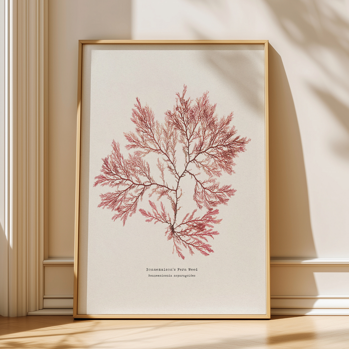 Pressed seaweed print - Framed botanical artwork of pressed seaweed print on a beige wall