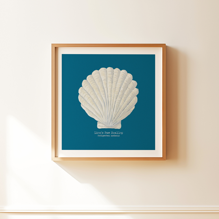 Framed artwork of a shell on a blue background, mounted on a wall. Scallop shell painting.