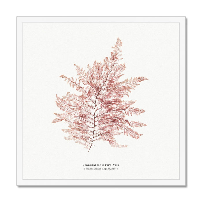 A framed art print featuring a detailed seaweed art in red and pink tones on a white background,