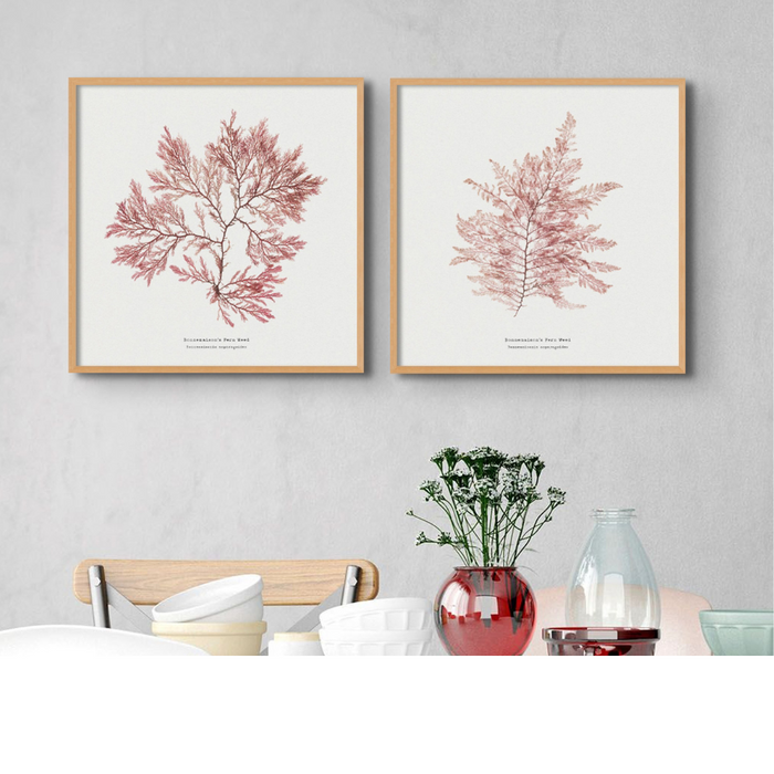 Two square framed art prints of seaweed designs displayed on a wall in a room with modern decor.
