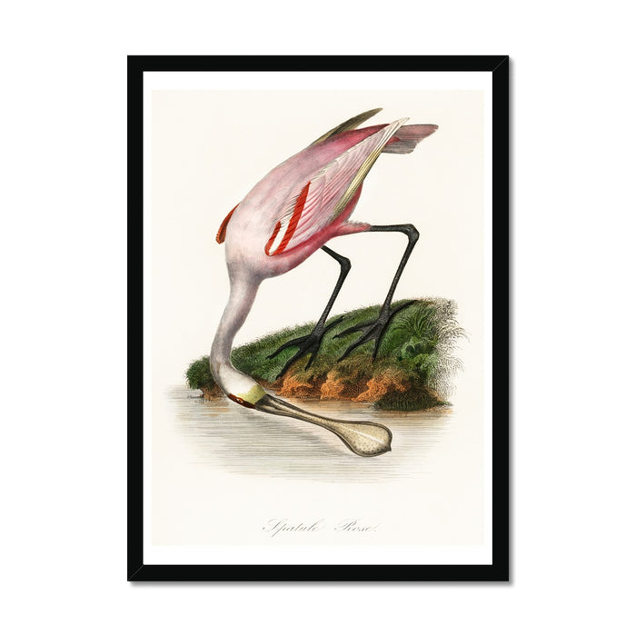 Framed bird art print of a pink spoonbill bird wading in water, with detailed vintage artwork.