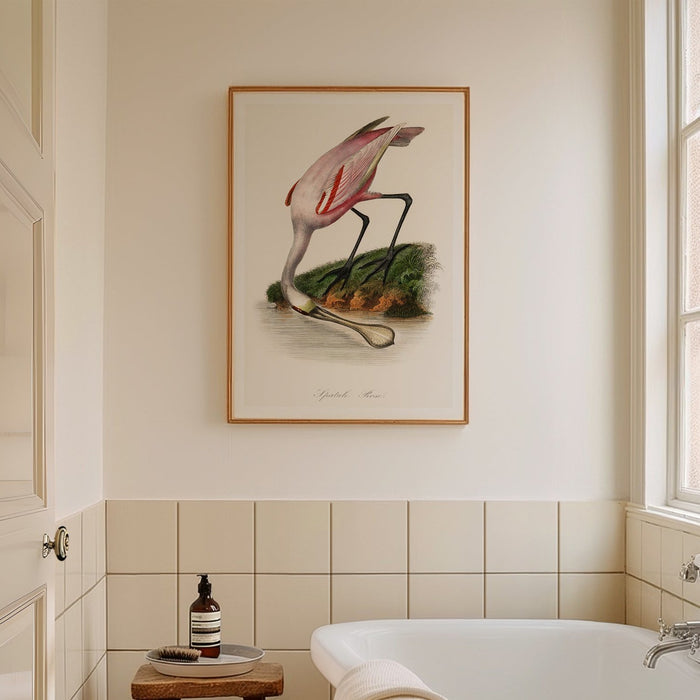Framed bird art print of a pink spoonbill bird wading in water, framed above roll top bath.