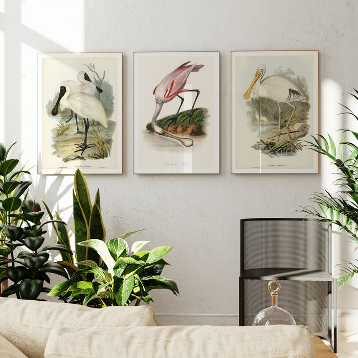 Spoonbill (Royal) Vintage Bird Art Print - Unframed