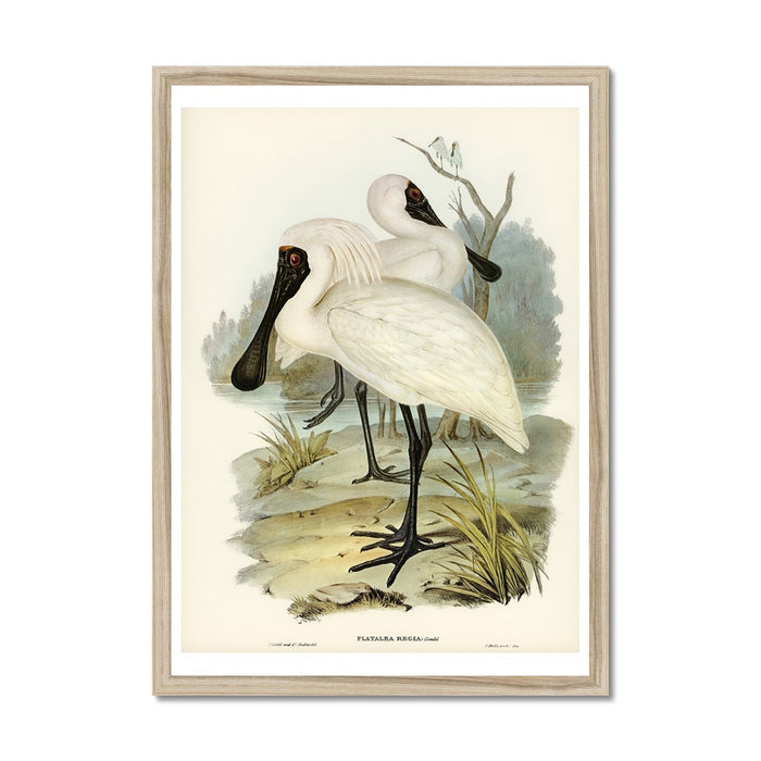 A framed vintage bird art print depicting a Royal Spoonbill in a natural habitat.