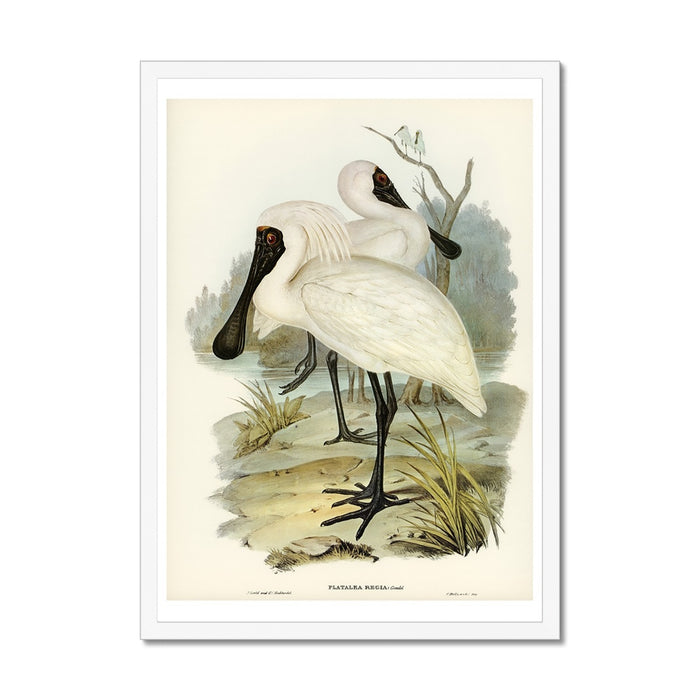 A framed vintage bird art print depicting a Royal Spoonbill in a natural habitat, framed in white frame.