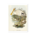 A vintage bird print featuring a yellow-billed spoonbill bird in a natural habitat with water and trees in the background.