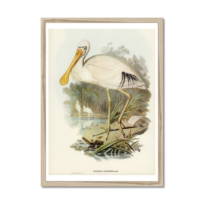Framed vintage bird art print depicting a yellow-billed spoonbill in a natural habitat.
