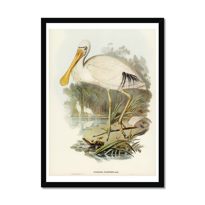 Spoonbill (Yellow Billed) Vintage Bird Art Print - Unframed
