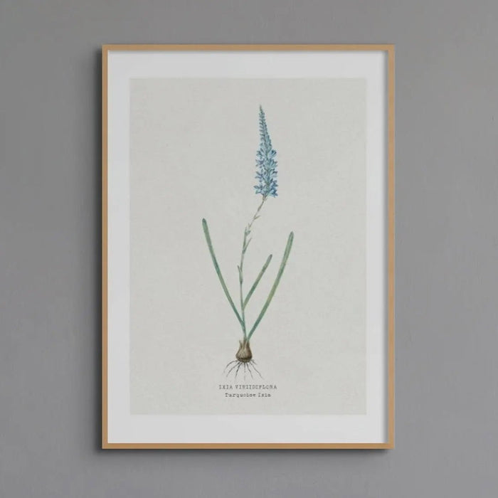 Turquoise Ixia | Vintage Flower Print | Botanical Art - Unframed floral art print