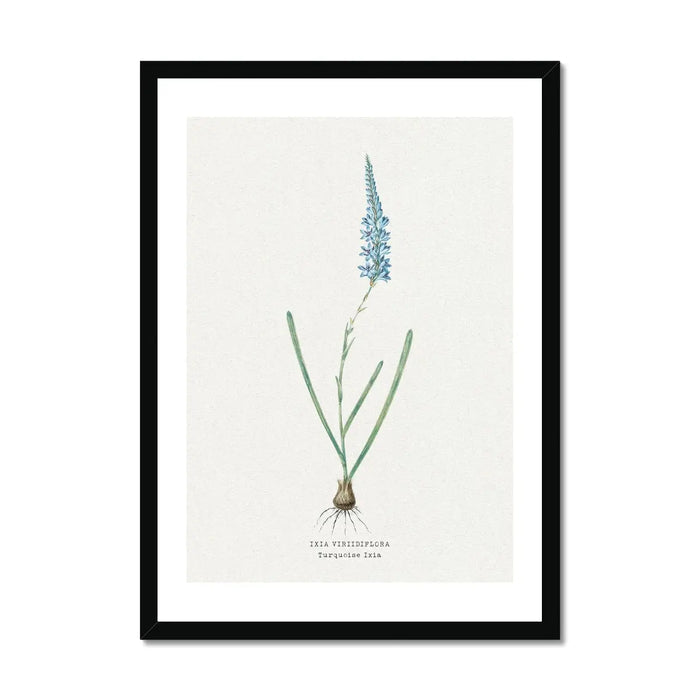 Turquoise Ixia Floral Painting | Vintage Flower Print | Botanical Art - Framed Wall Art