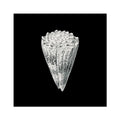 Vintage Cone Shell Print | Black & White Art Print | Shell Art Print - Unframed Wall Art