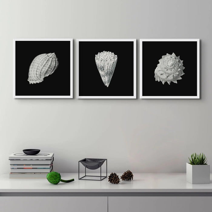 Vintage Cone Shell Print | Black & White Art Print | Shell Art Print - Unframed Wall Art