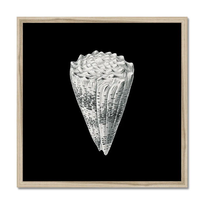 Vintage Imperial Cone Shell | Black & White | Shell Wall Art Print - Framed Wall Art