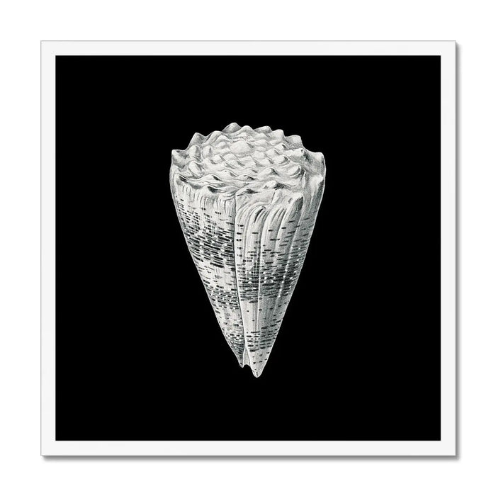 Vintage Imperial Cone Shell | Black & White | Shell Wall Art Print - Framed Wall Art