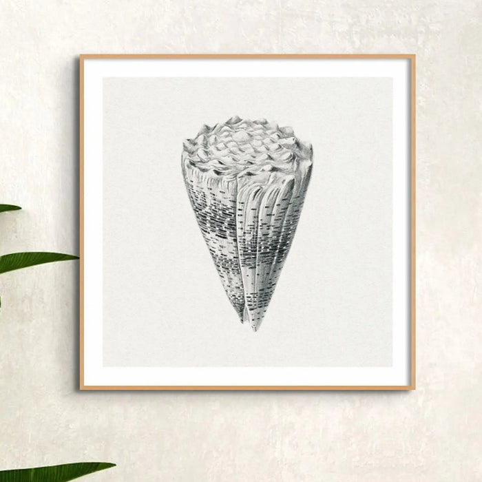 Vintage Cone Shell Art Print | Shell Art Print - Framed Wall Art