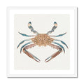 Vintage Crab Painting | Shellfish Wall Art Print - Framed