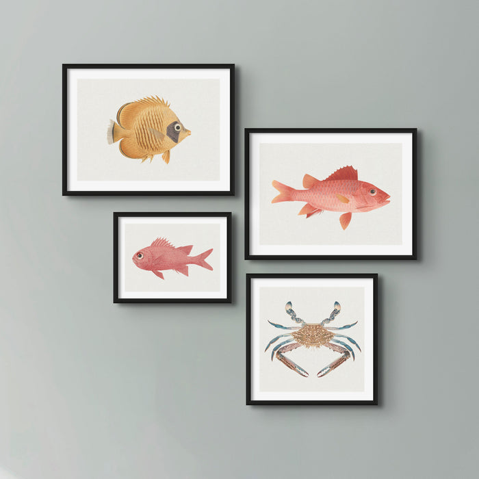 Vintage Crab Painting | Shellfish Wall Art Print - Framed